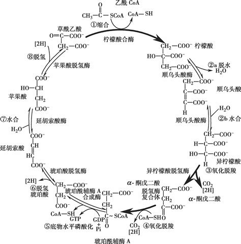 糖解途徑口訣|糖解